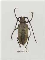 藏品(大衛大天牛)的圖片